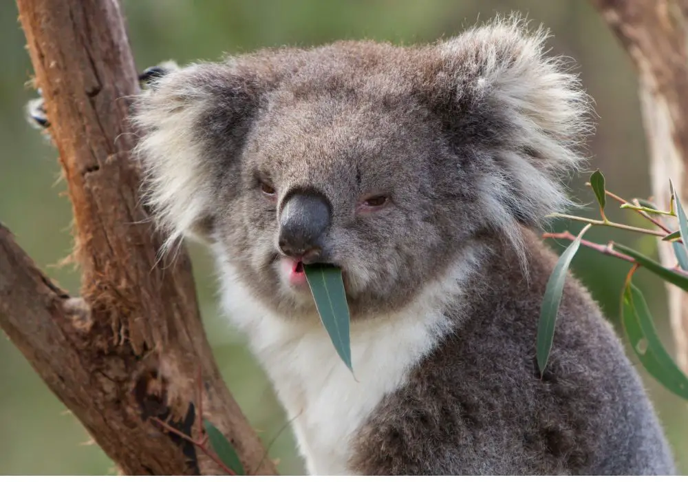 Do some herbivores have unique tooth adaptations?