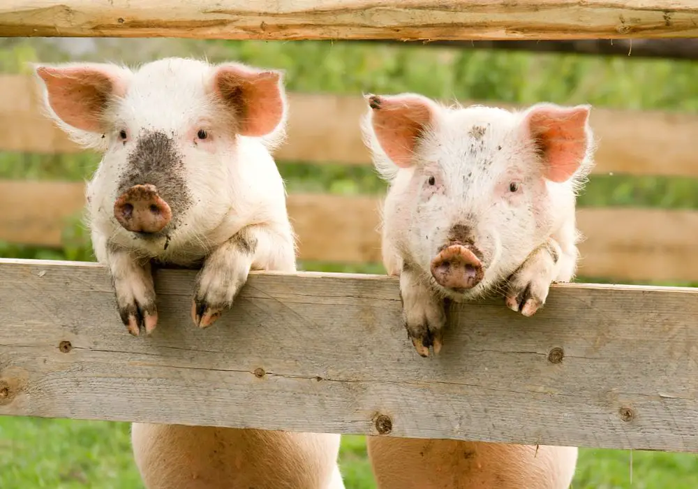 Do wild boars also chatter their teeth?