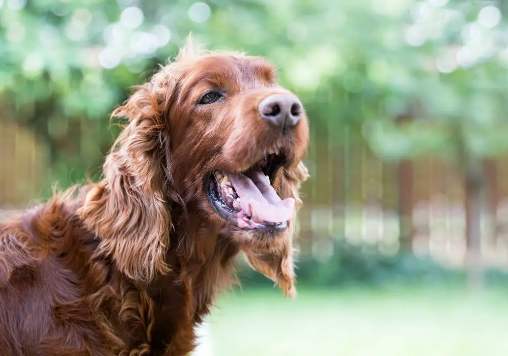 Dog Dental Anatomy