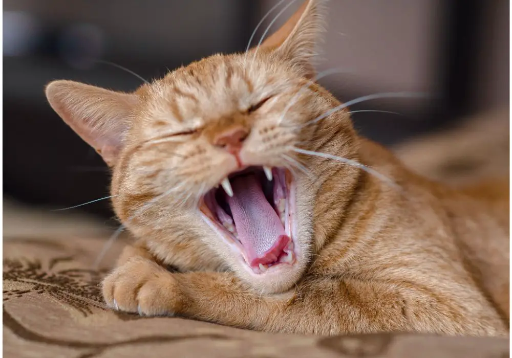 Early Signs of Overgrown Teeth in Cats