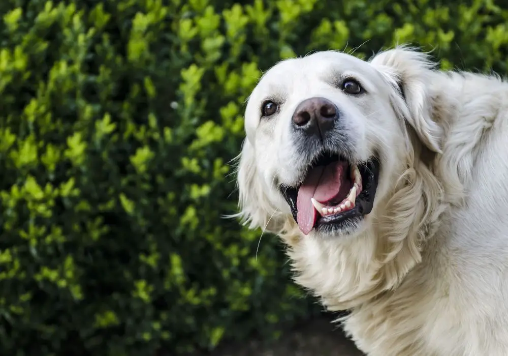 Effects of Tooth Loss on Dogs