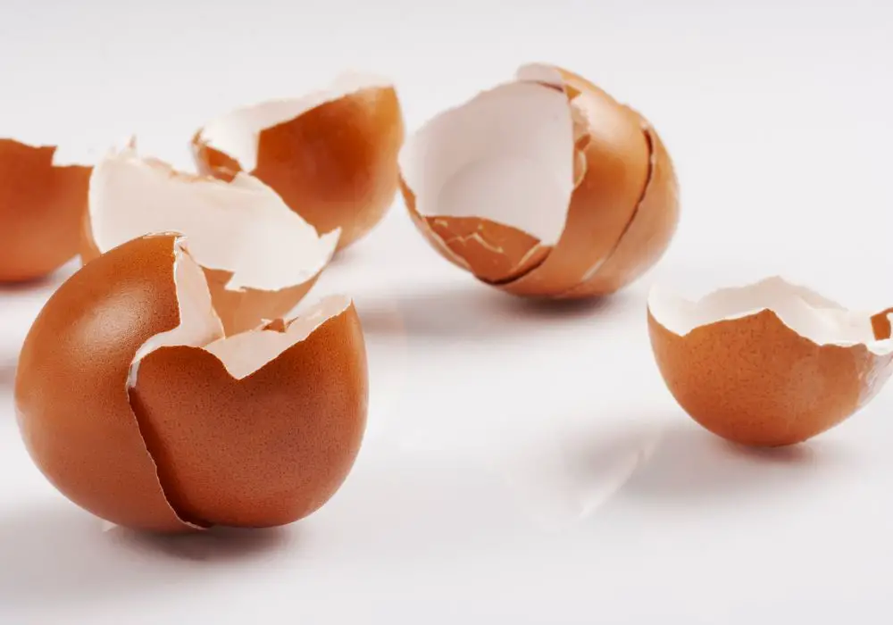 Eggshell Composition and Nutritional Value