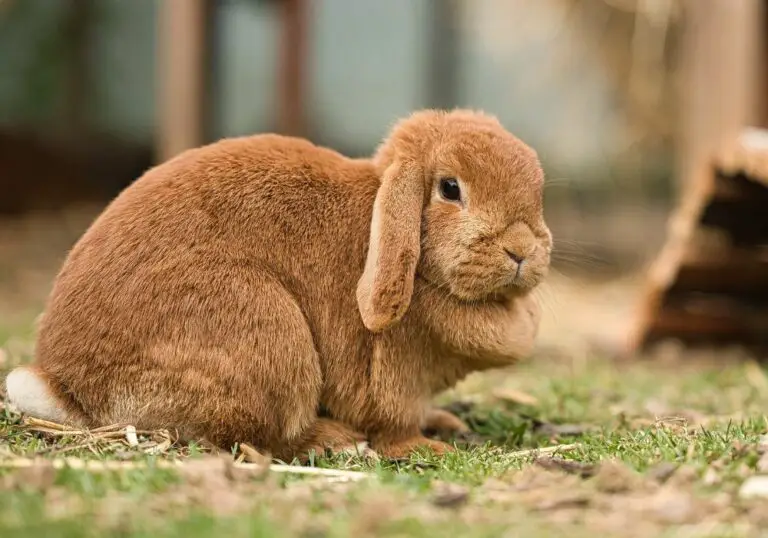 Why is my rabbit not eating and grinding teeth? (Everything You Need To Know)