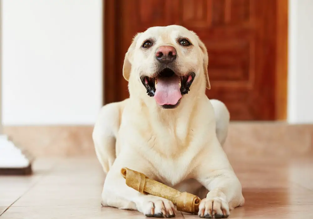 Getting Veterinary Dental Care for Your Dog