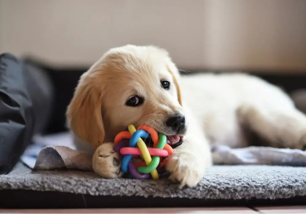 Golden retriever discount teething