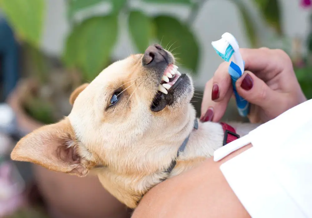 Home Care for Chihuahuas with Bad Teeth