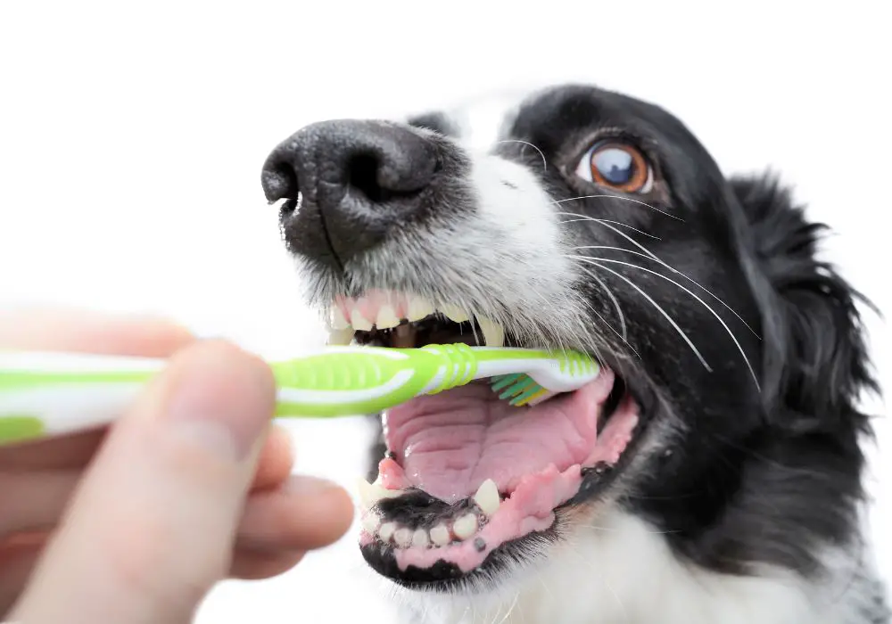 Home remedies to try whitening dogs' teeth