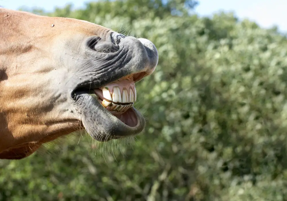 Horse Teeth 101