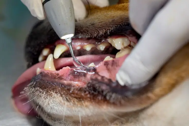 How Can I Get Plaque Off My Dog’s Teeth? (Ultimate Guide)