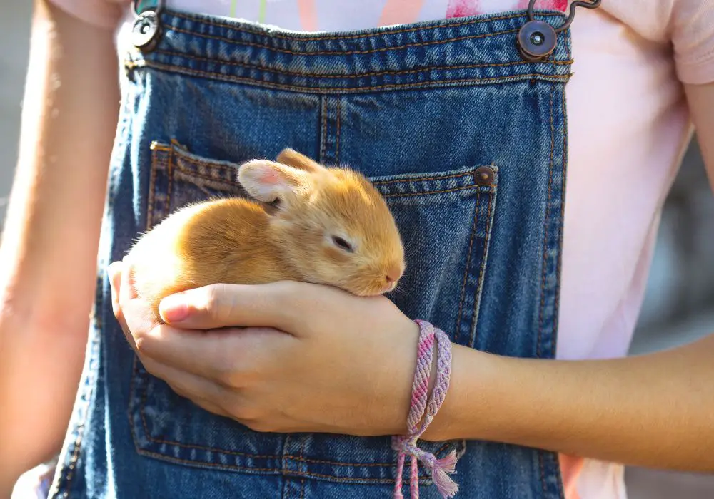 How Many Teeth Do Rabbits Have? (You'd Love To Know)