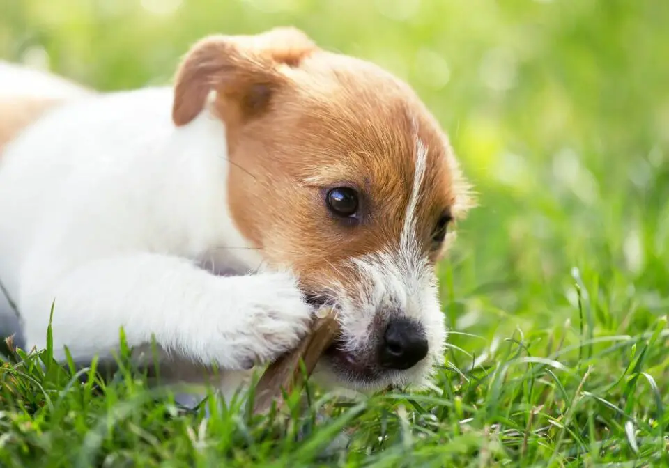 What Happens If A Puppy's Canine Teeth Don't Fall Out? (Reasons & Results)