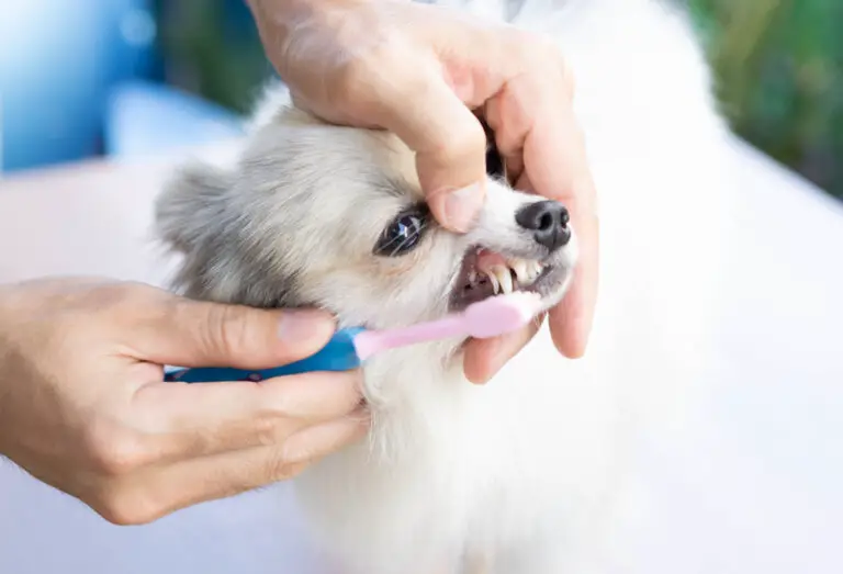 How to Brush Your Small Dog’s Teeth at Home: Tips and Tricks