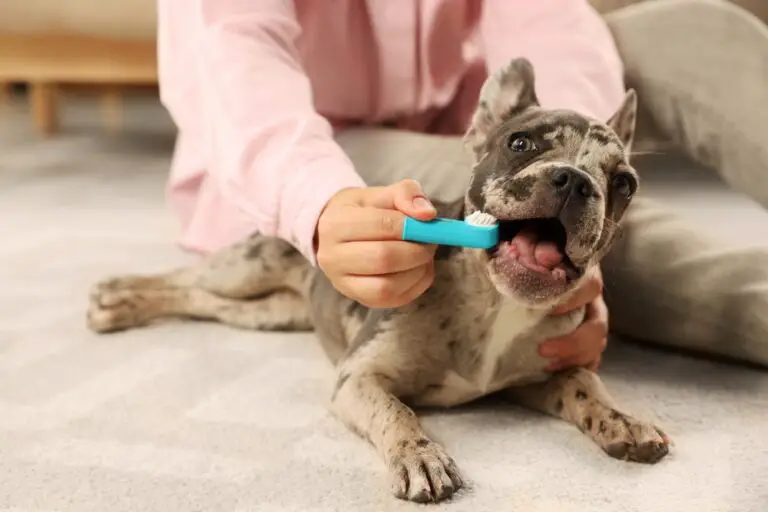 How to Clean Your Dog’s Rotten Teeth at Home: A Friendly Guide