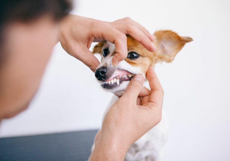 How to Help Your Puppy with Bleeding Teeth? (Home Remedies & Professional Help)