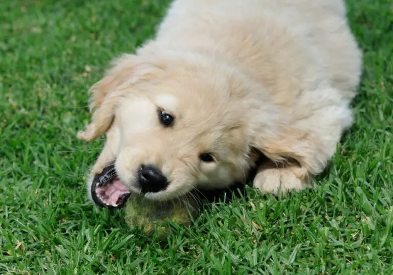 How Can I Help My Teething Golden Retriever? (Caring Tips)