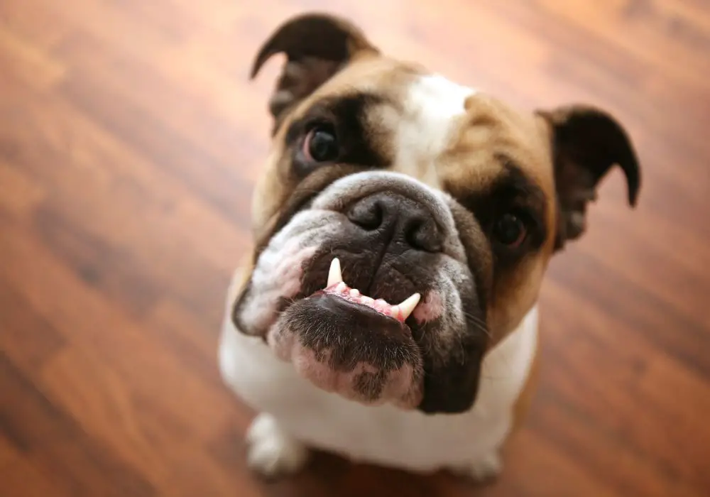 How can I manage my dog's teeth grinding?