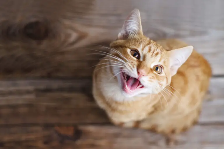 Is Your Cat Suffering from Dental Problems? Here’s How to Tell