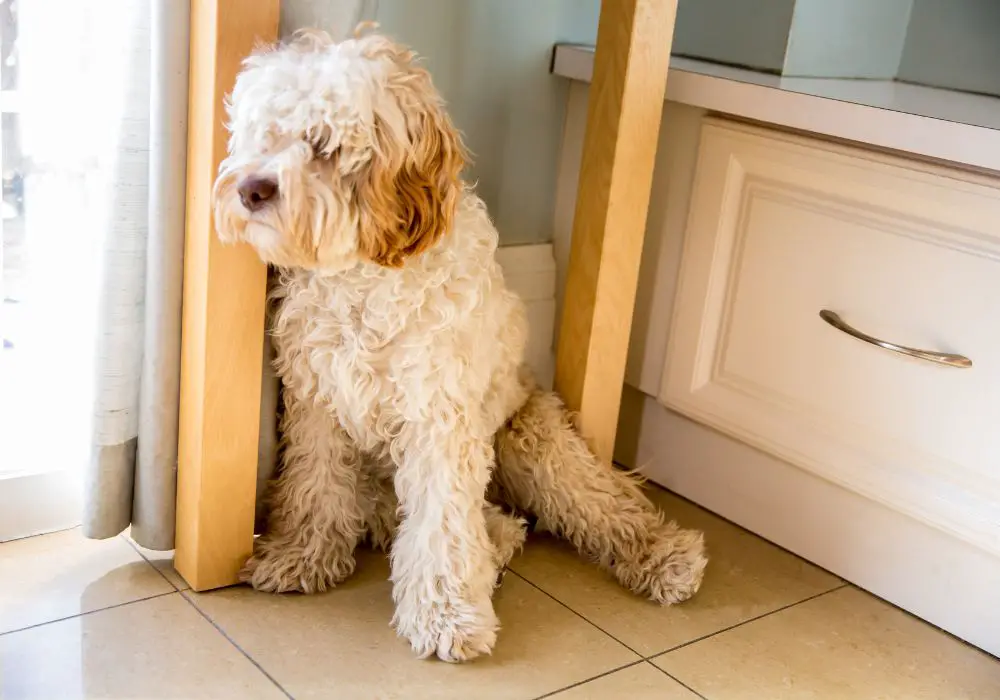 What Happens If A Puppy's Canine Teeth Don't Fall Out? (Reasons & Results)