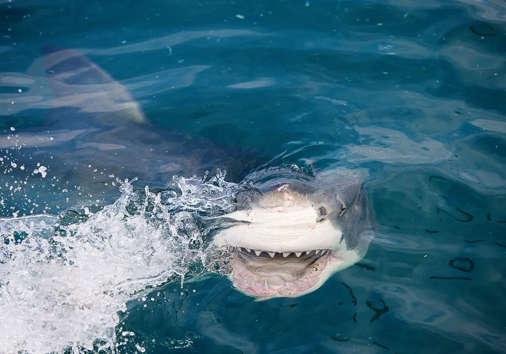 How do great white teeth compare to other shark species' teeth?