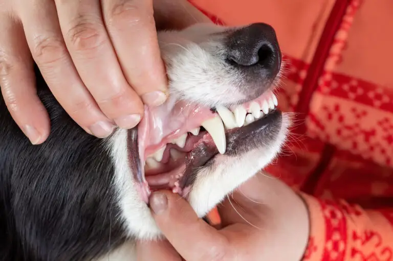 Unlocking the Mystery: How to Determine an Animal’s Age by Examining Its Teeth