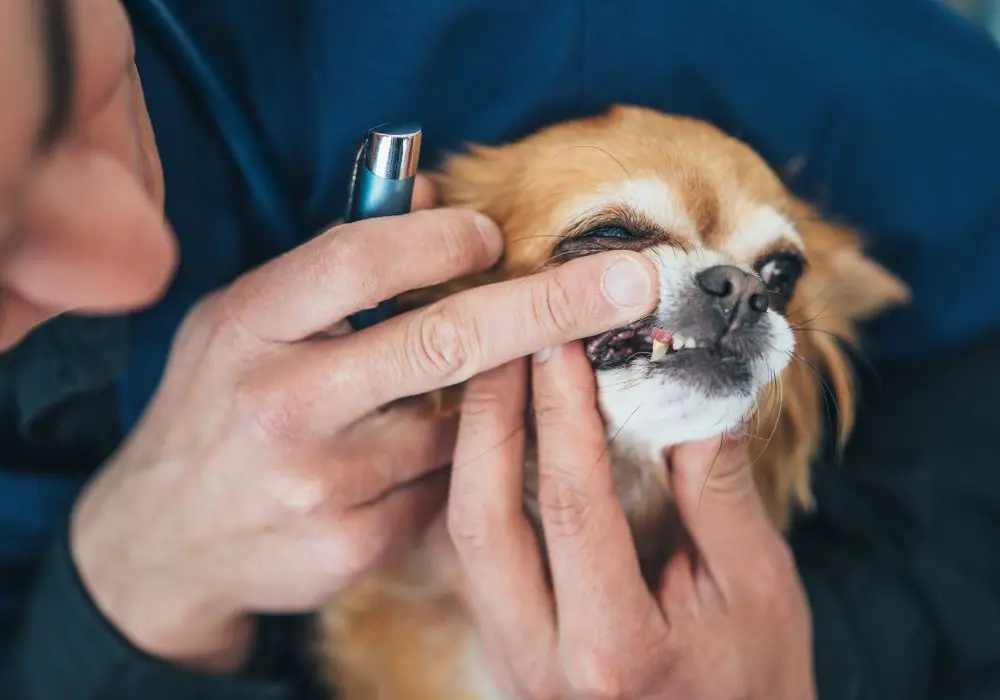 How to Floss Your Dog's Teeth Step-By-Step