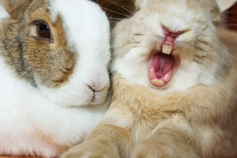 How to Help Your Rabbit with Overgrown Teeth: Tips and Tricks