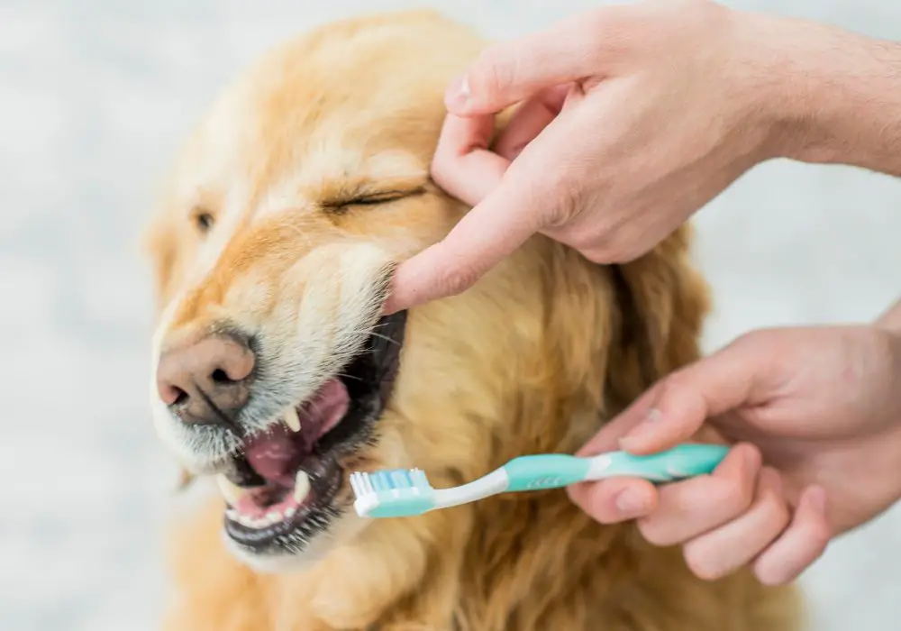 How to Prevent Yellowing and Staining of Puppy Teeth