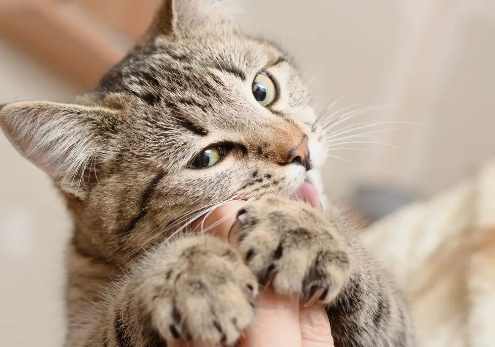 How to Stop Bites When Petting Your Cat