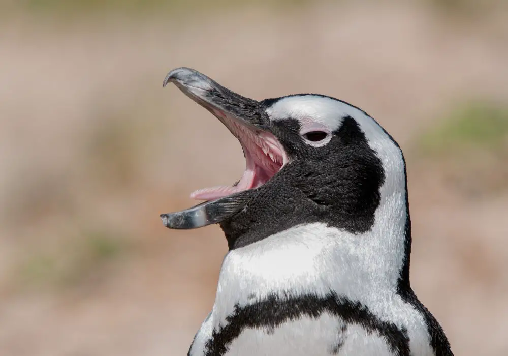 Inside the Mouth