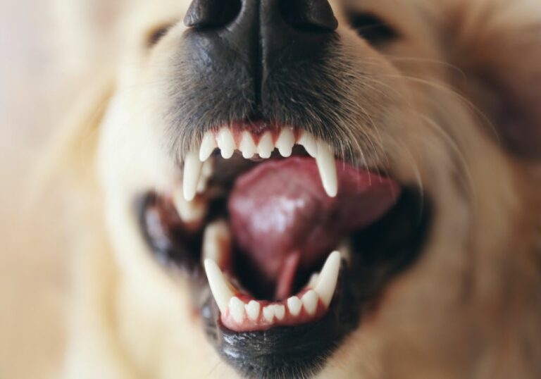 Why Does My Dog Chomp His Teeth In The Air? (Causes & Ways To Stop)