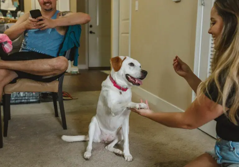 Why Does My Dog Show His Teeth When I Give Him A Treat?