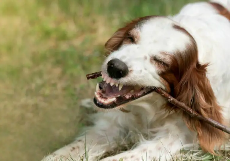 Why does my dog show his teeth when playing? (With Interesting Facts)