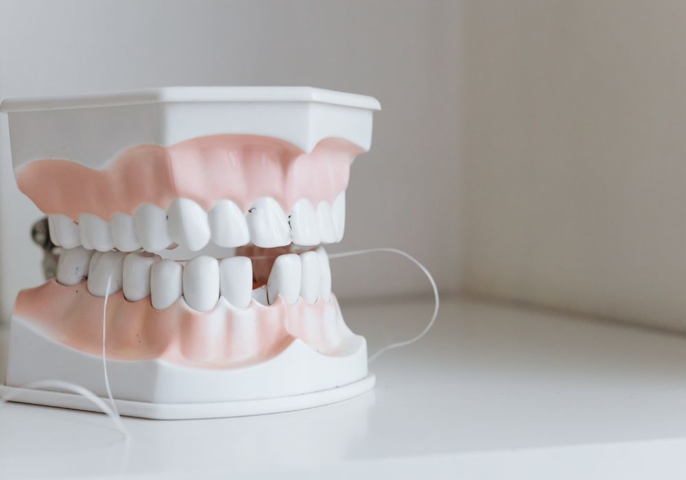 Jawbone Structure and Tooth Attachment