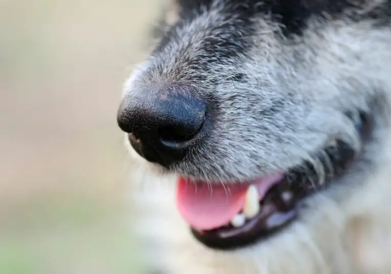 Why Do Male Dogs Chomp Their Teeth? (Detailed Explanation)
