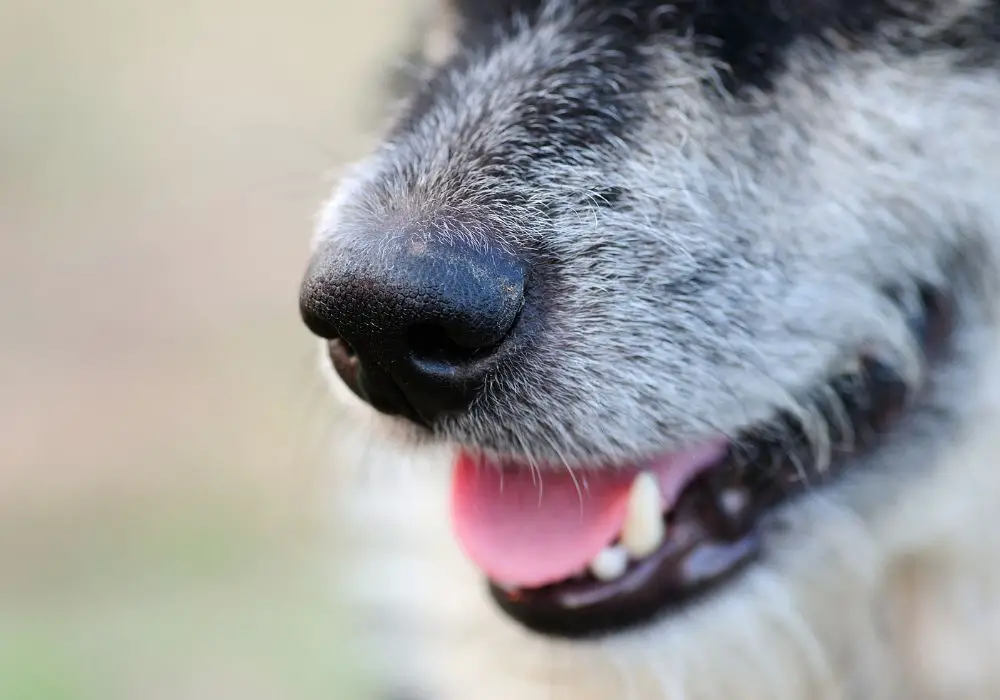 Key Reasons Male Dogs Snap Their Jaws