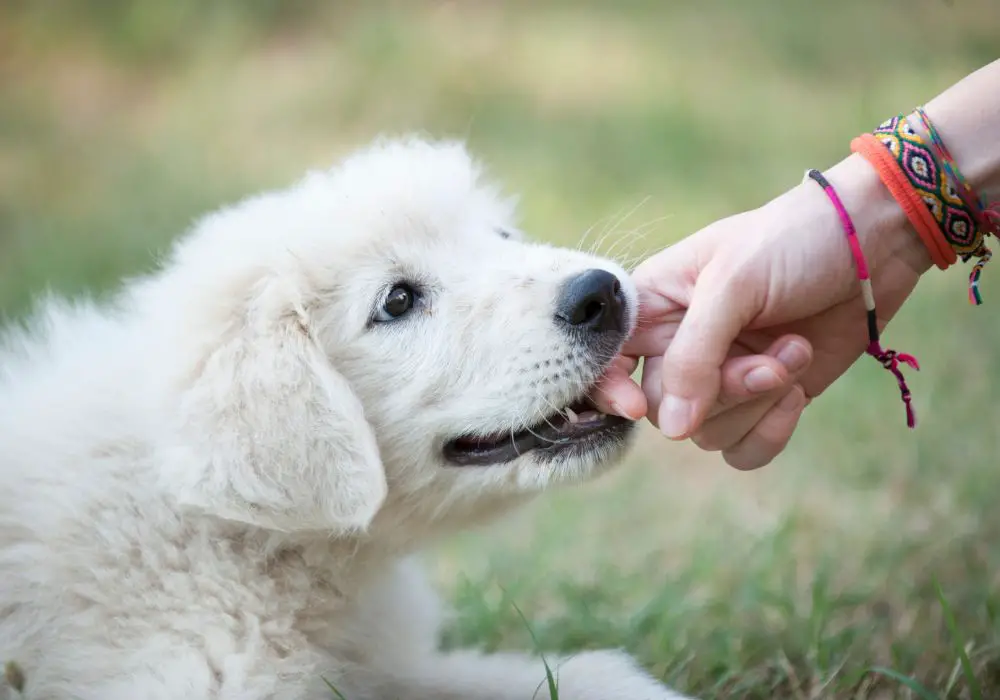Key training strategies to stop dogs from mouthing