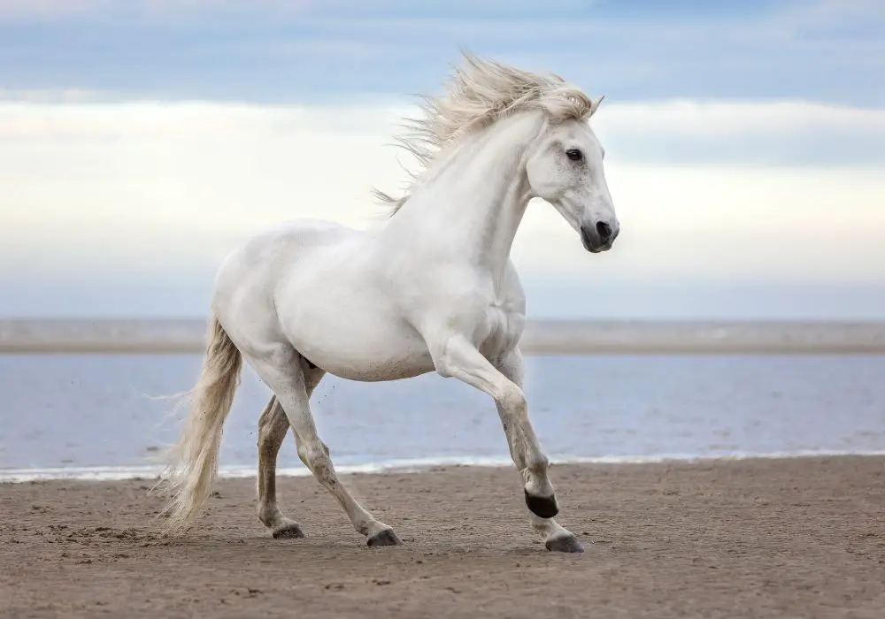 Long-term outlook for horses without front teeth