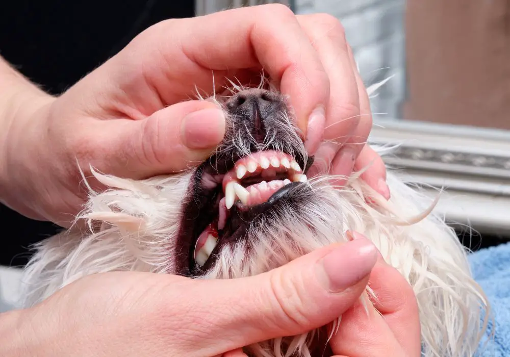 Maintaining Your Dog's Dental Health Without Toothpaste