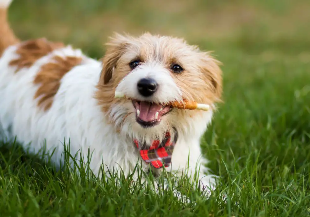 Maintaining Your Puppy's Oral Health