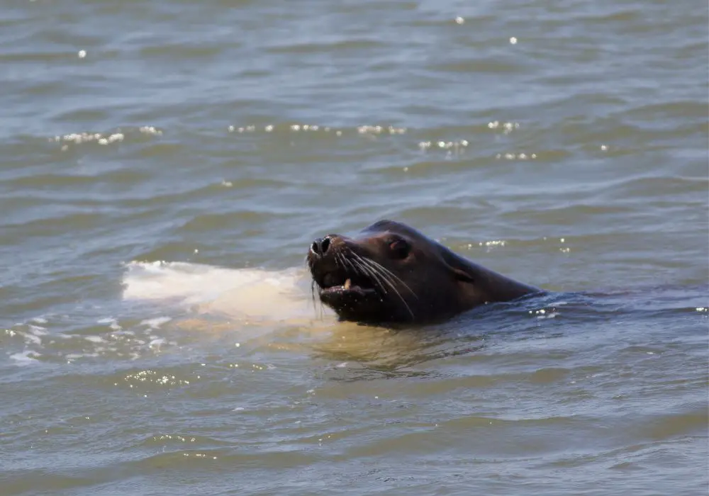 Marine Mammals