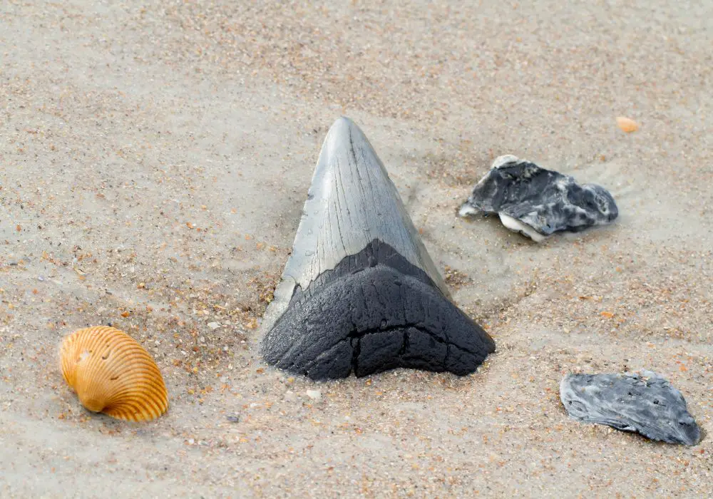 Megalodon Tooth Legality