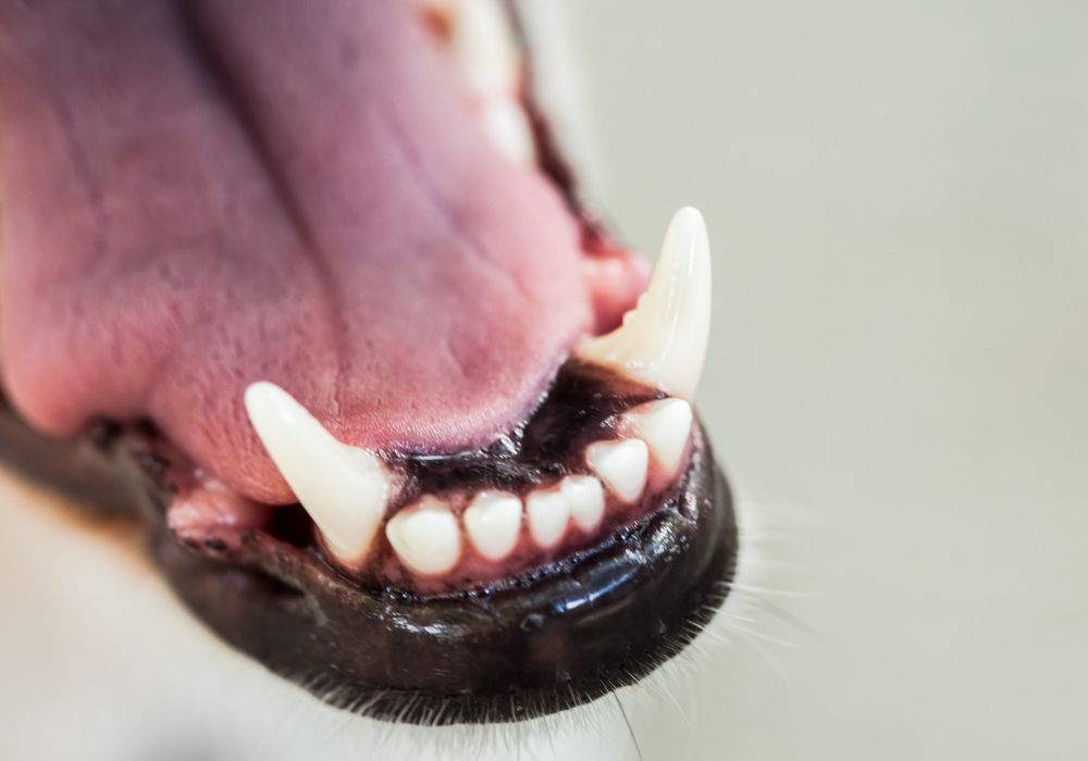 Metals used for dog teeth replacements