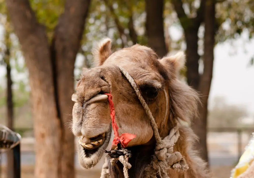 Misconceptions About Camel's Teeth