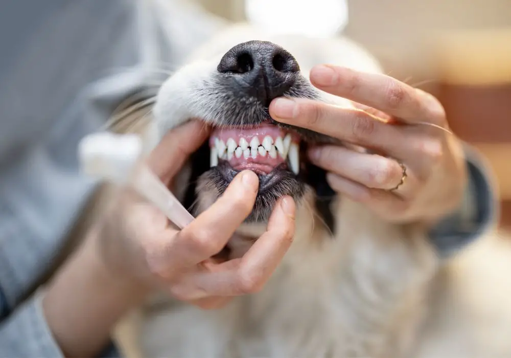 Non-Anesthetic Professional Dog Teeth Cleaning Process