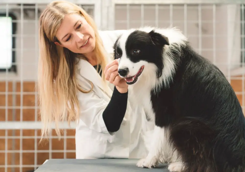 Options for Treating Dental Infections in Dogs