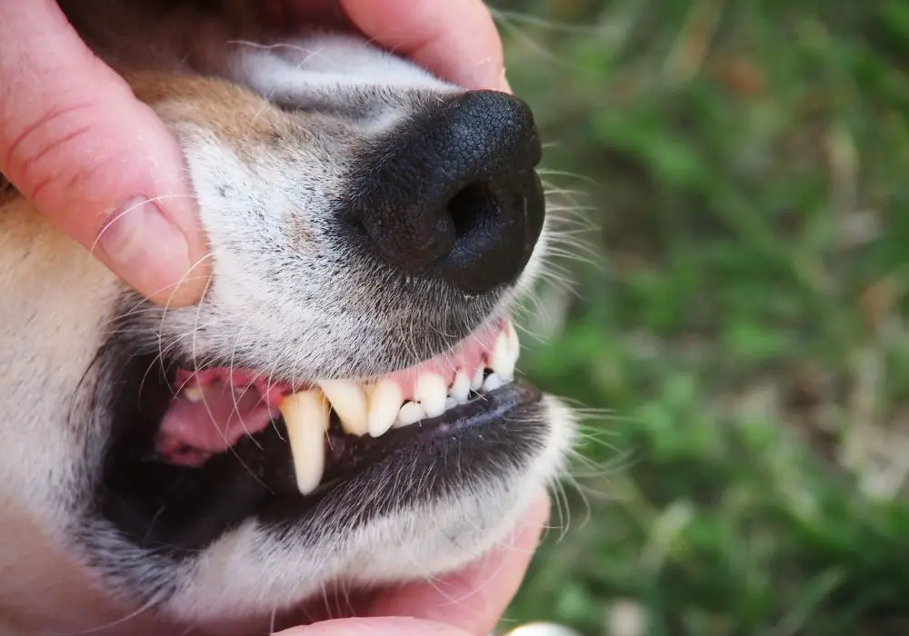 Preventing brown stains on your dog's teeth