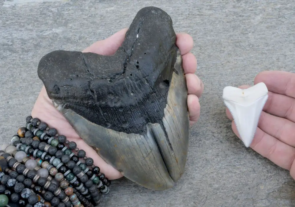 Prime Megalodon Tooth Hunting Locations in South Carolina