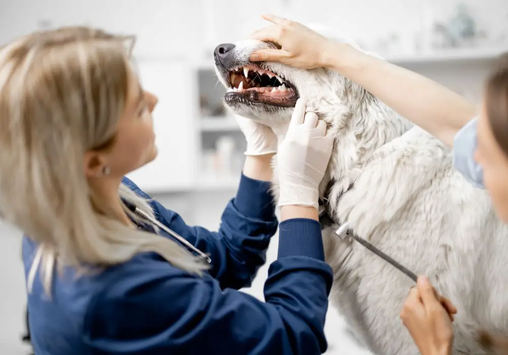 Professional Cleanings Are Crucial for Dog Dental Health