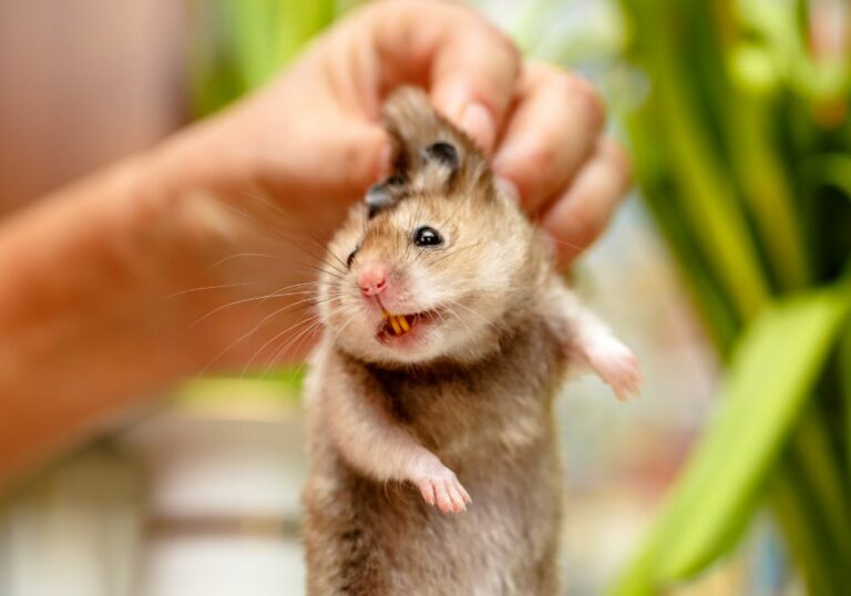 Can a vet trim overgrown hamster teeth? (A complete guide)
