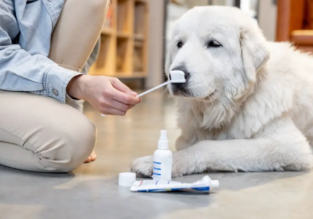 Proper Toothbrushing Technique for Dogs